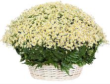 Цветочная композиция из Ромашки в корзине #REPLACE_PRED# Макариху